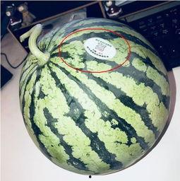 迪拜网红吃瓜,吃瓜大作战！